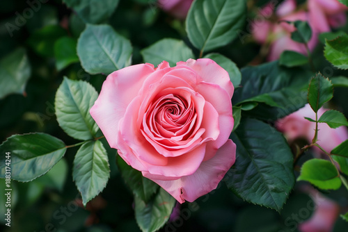Pink color blossom rose in love shape 