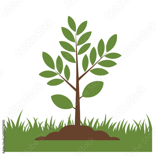 Vector illustration of newly planted slender tree standing in mound of brown soil surrounded by green grass symbolizing gardening forestry reforestation and successful environmental sustainability pro