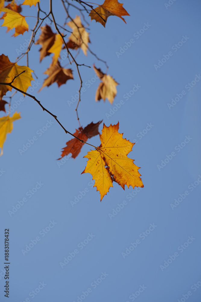 Fototapeta premium Yellow sycamore leaves on a branch against blue sky