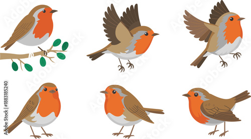 Robin bird vector set, cute redbreast songbird illustrations in different poses, flying perched standing, isolated on white.