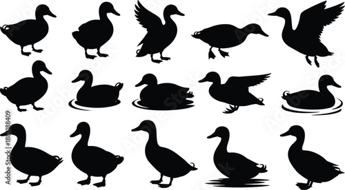 Duck silhouette set, waterfowl bird collection, flying swimming standing ducks, black vector icons, wildlife nature illustration