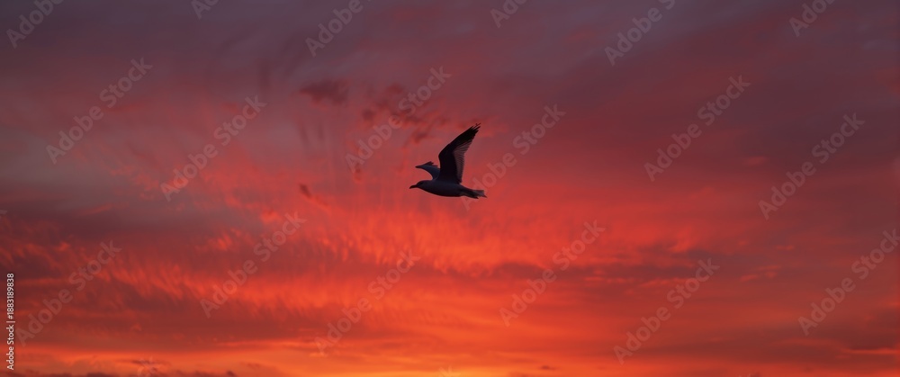Fototapeta premium Sunset scene with a seagull in flight