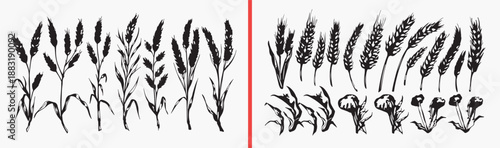 Botanical Grass Wheat Nature Pattern Collection, Hand Drawn Plant Branch Sketch Art Design, Simple Foliage Element Doodle Vector Clipart, Decorative Natural Graphics Bundle Stock Set Art, Elegant Bota