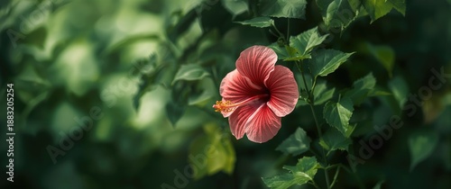 The scientific name of Hibiscus is Hibiscus Rosa sinensis, a member of the Malvaceae family, featuring trumpet-shaped flowers with multiple petals