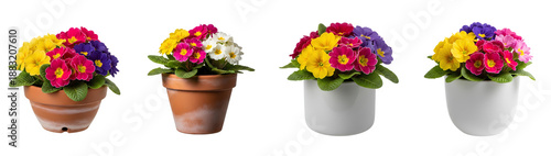 Colorful potted primrose flowers set PNG. Collection of spring primula plants in white and terracotta pots isolated. Yellow pink purple and red primroses PNG. Primrose flower for gardening isolated