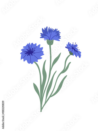 Stylized illustration of blue cornflowers and buds on green stems. Spring floral design for botanical projects, herbal medicine, summer garden themes, and decorative prints.