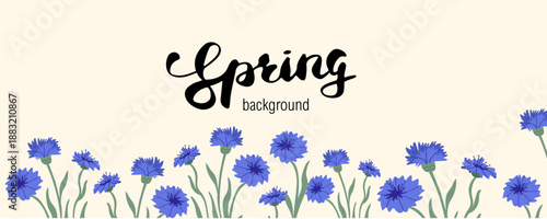 Wide floral banner with blue knapweed flowers and spring background text. Season botanical illustration isolated on light background 