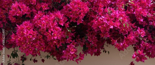 Vivid bougainvillea with magenta blooms growing outside in Mallorca, Balearic Islands, Spain, displaying Mediterranean flora under sunny skies