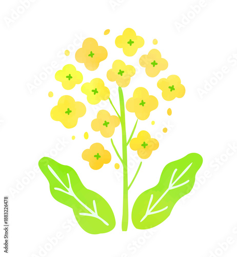 菜の花のイラスト