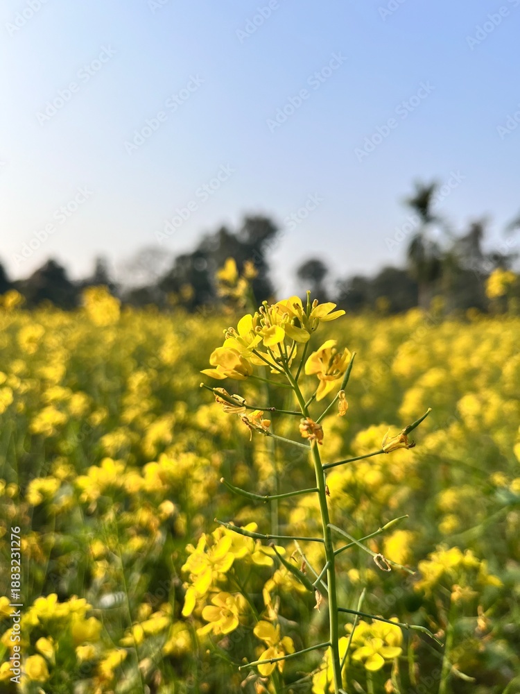 Obraz premium field of dandelions