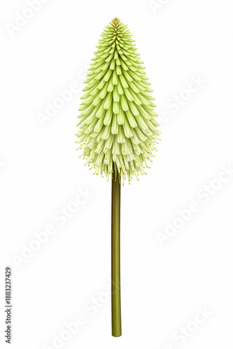 Vector Illustration of Green Jade Kniphofia Flower