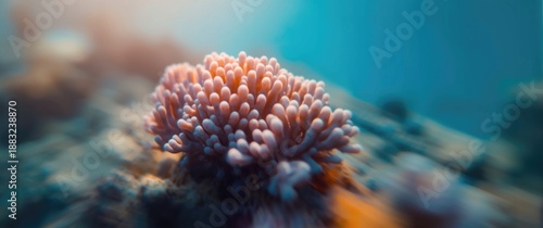 Blurred abstract background featuring a coral reef
