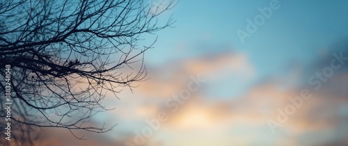Branches of a tree stretchi...