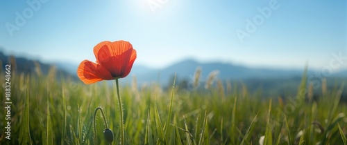 Red poppy (Papaver rhoeas) ...