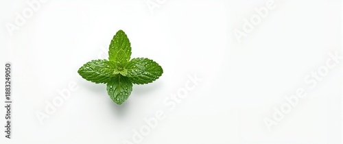 Isolated Fresh Green Mint p...