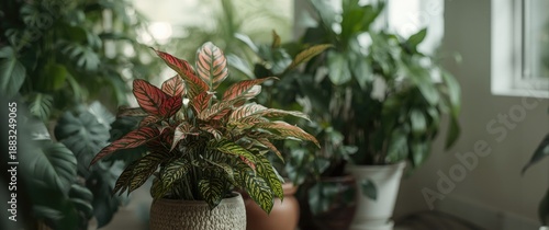 Showcase of Aglaonema ornam...