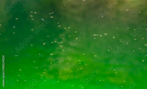 Swarm of mosquitoes on the bank of the pond. A flock of maskites fly by the river. Invasion of parasitic insects.