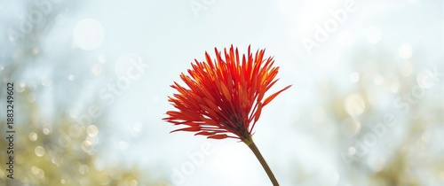 Peacock flower (Caesalpinia...