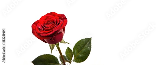 Beautiful red rose bud set ...