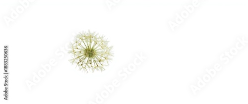 Dandelion leaves displayed ...