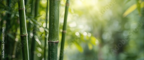 Green bamboo trunk within a...