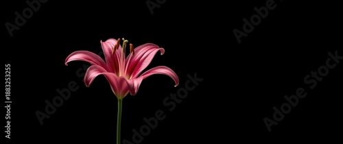 Black background with Pink ...