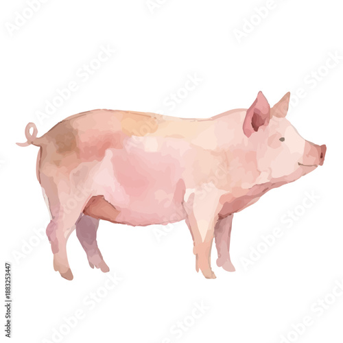 Watercolor-style pig illustration／豚