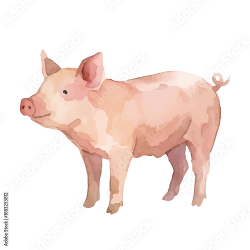 Watercolor-style pig illustration／豚