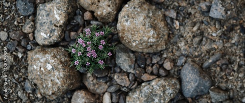 Fragrant thyme blooming amo...