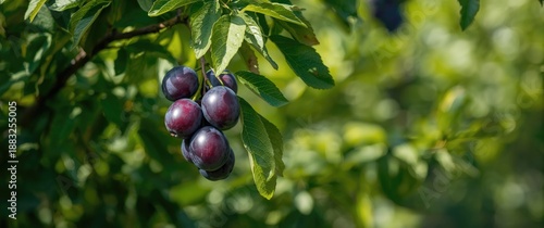 Fruit garden with plums han...
