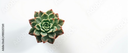 White background with echev...
