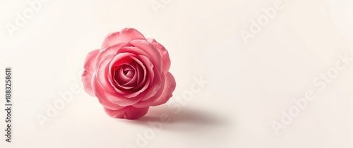 White Background with Pink ...