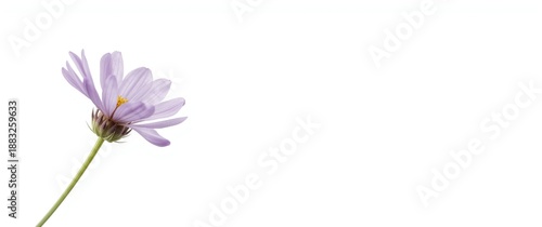 White background with laven...