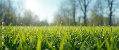 Spring young grass and brig...