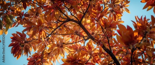 Magnolia tree leaves in aut...