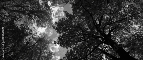 Panel kuchenny z motywem Tree Canopy Seen from Sky View