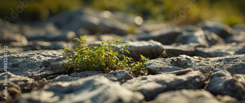 Rocks with flourishing weeds