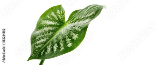 Isolated Alocasia sanderian...