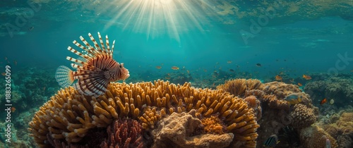 Juvenile lionfish resting o...
