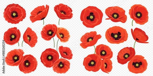 Vibrant red poppy flowers collection on transparent background, perfect for floral designs and spring themes.