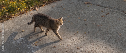 Street cat on the move