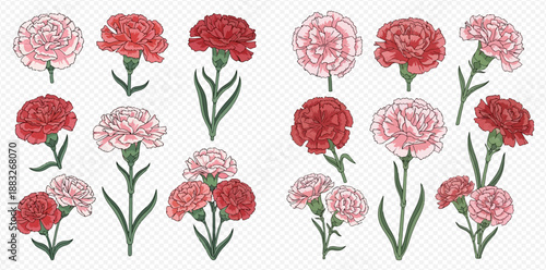 Set of hand-drawn pink and red carnation flowers with green stems and leaves, botanical illustration.