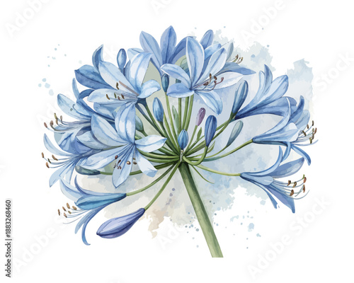 Watercolor Agapanthus Flower Painting, Blue African Lily Illustration Isolated on White Background
