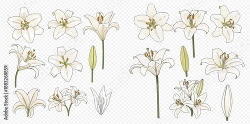 Set of beautiful white lily flowers and buds in various stages of bloom, hand-drawn vector illustration.