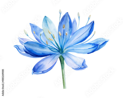 Watercolor Agapanthus Flower Painting, Blue African Lily, isolated on white background