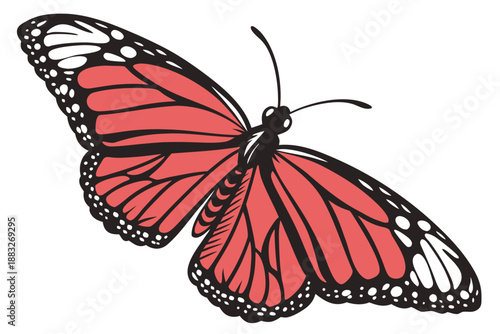 butterfly isolated on white background