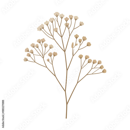 A delicate dried floral sprig with small buds stands isolated on a white background.