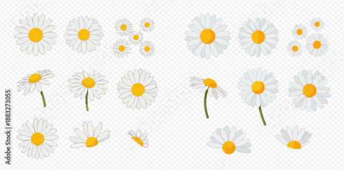 Set of beautiful white daisy flowers with yellow centers in various angles and sizes, isolated on a transparent background, perfect for spring and summer designs.