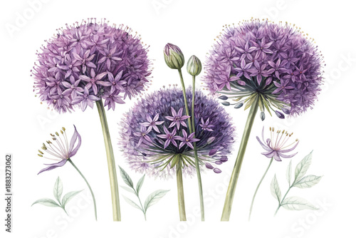 Purple Allium Flower Watercolor, Botanical Round Bloom Illustration Isolated on White