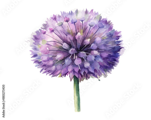Watercolor Allium Flower Illustration, Round Purple Bloom Vector Isolated on White Background